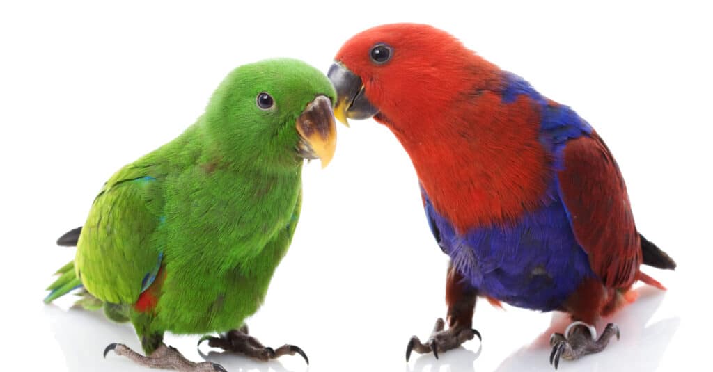 A pair of Solomon Island Eclectus Parrots (Eclectus roratus solomonensis) on white background.