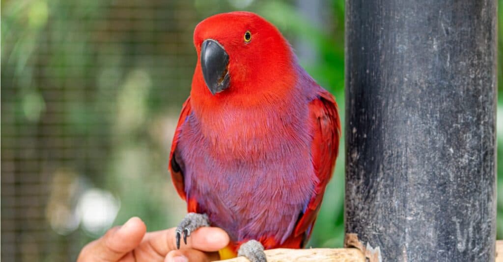 Female Eclectus parrot sitting in a tree.