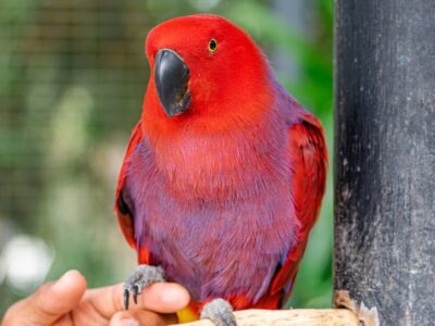A 10 Incredible Parrot Facts