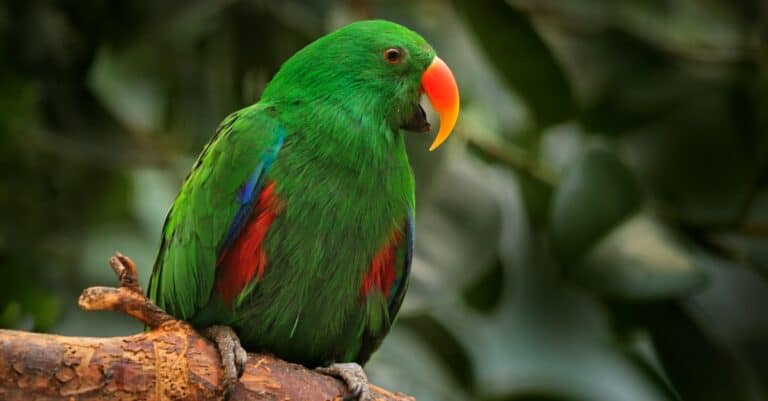 Eclectus Parrot sitting on a branch with a clear brown background on the Western Papuan Islands, New Guinea.