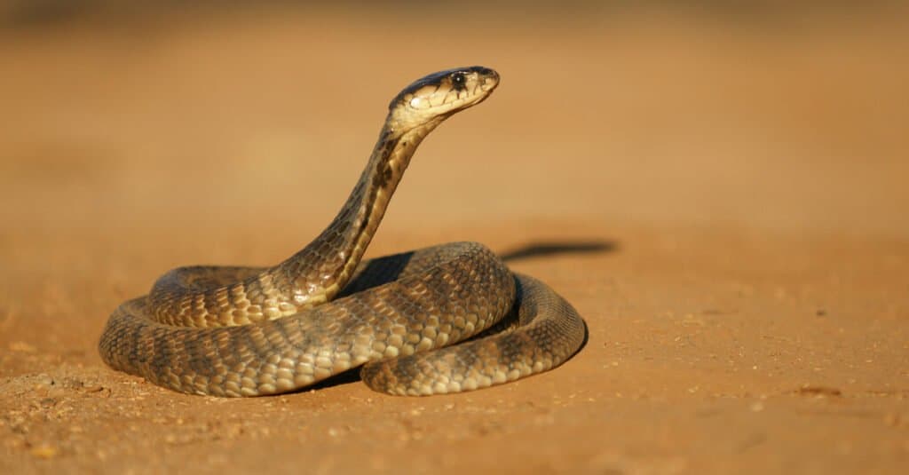 Egyptian cobra curled up on brown dirt ground