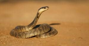Egyptian Asp vs. Egyptian Cobra: What You Need to Know Picture