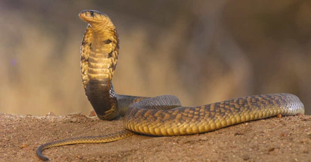 Egyptian cobra on a log