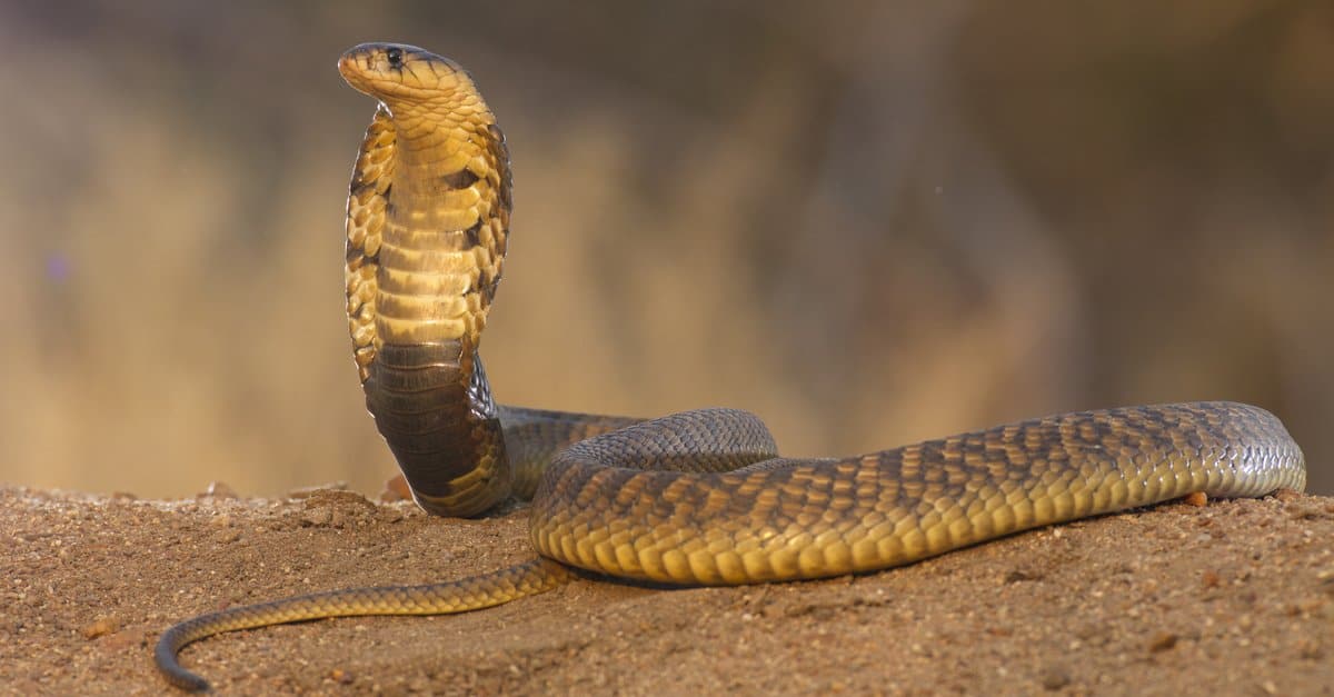 Egyptian Cobra Egyptian Asp Animal Facts Naja Haje A Z Animals Egyptian Cobra Egyptian Asp Animal Facts Naja Haje A Z Animals
