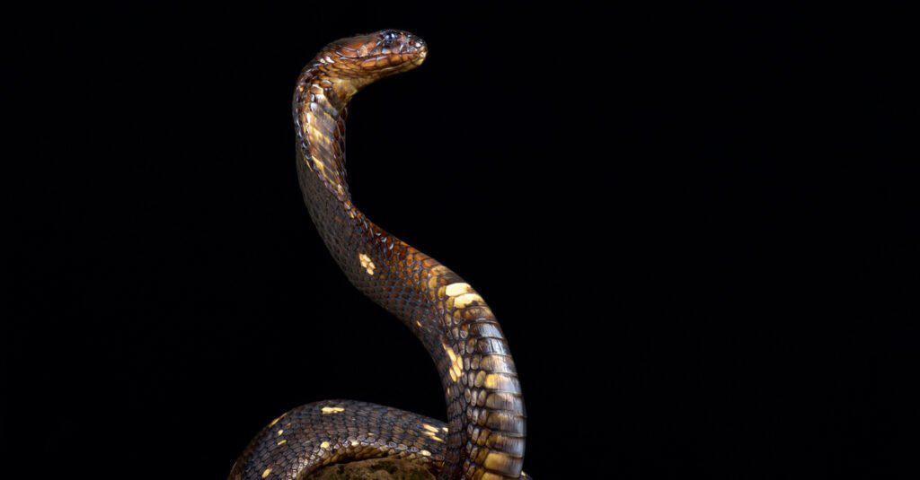 Egyptian cobra on a black background