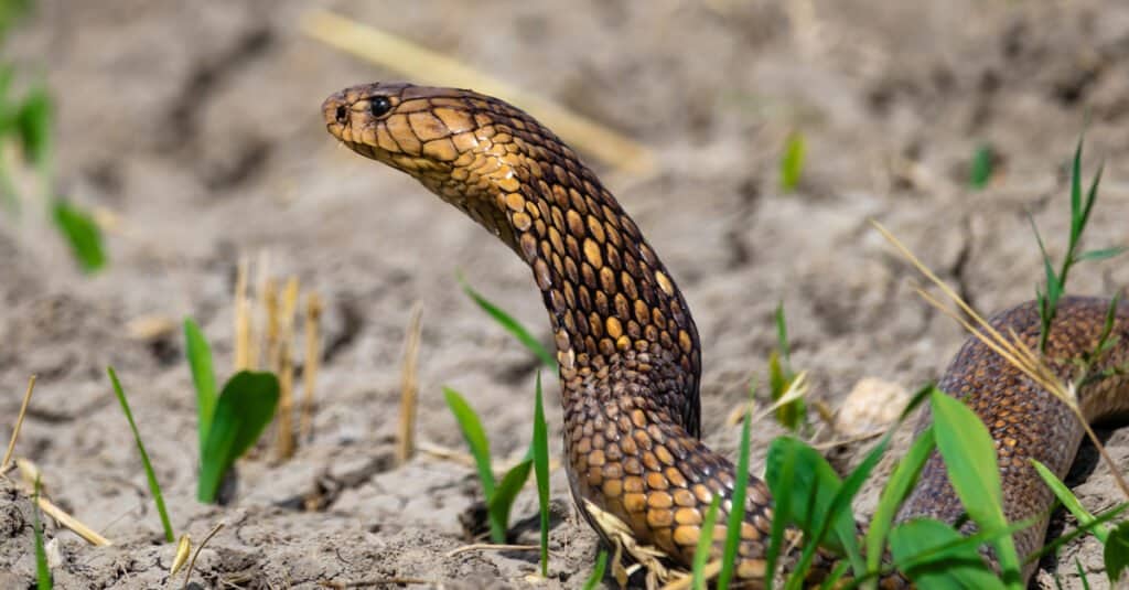 Egyptian cobra in the grass