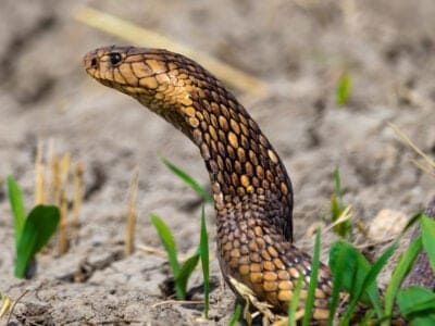 Egyptian Cobra (Egyptian Asp) Picture