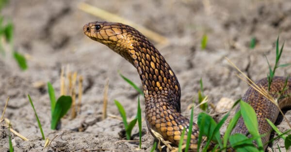 Deadly Cobras: Which 5 Cobra Species Are the Most Dangerous? - A-Z Animals