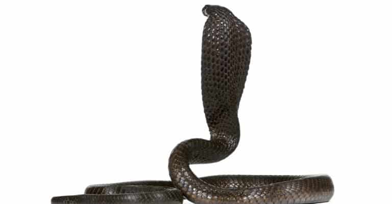 Egyptian Cobra isolated on white background