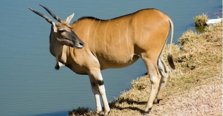 A wild Common Eland standing beside water in a Game reserve.