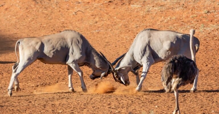 A pair of Eland bulls fighting in Southern African semi-desert.