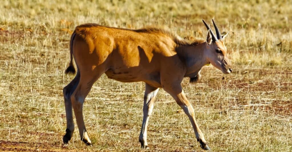 Young Eland calf in field on game farm in Western Cape, South Africa.