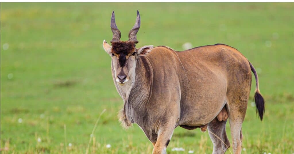 Large Eland bull walks across the green grasslands of the Masai Mara.