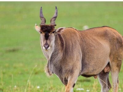 A Taurotragus oryx