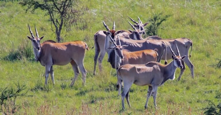 A herd of Eland consisting of a male with five females in their natural habitat.
