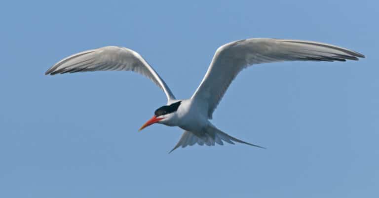 An Elegant Tern hovering over the waves.
