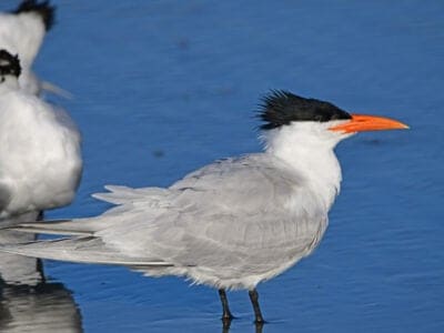 Elegant Tern Picture