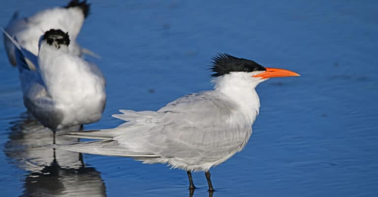 A close-up of an Elegant Tern on the beach.