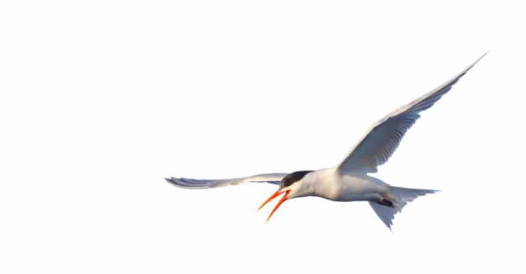 Flying Elegant Tern, isolated on a white background.