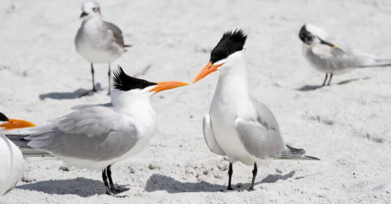 A pair of Elegant Terns interacting.