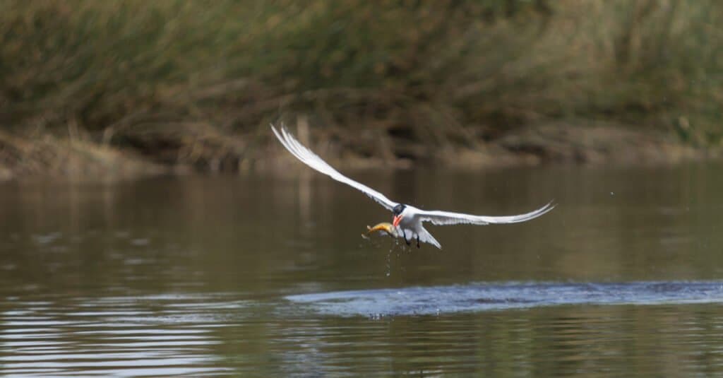 Elegant tern, Thalasseus elegans, in flight over a marsh as it fishes for food.