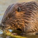 Eurasian beaver