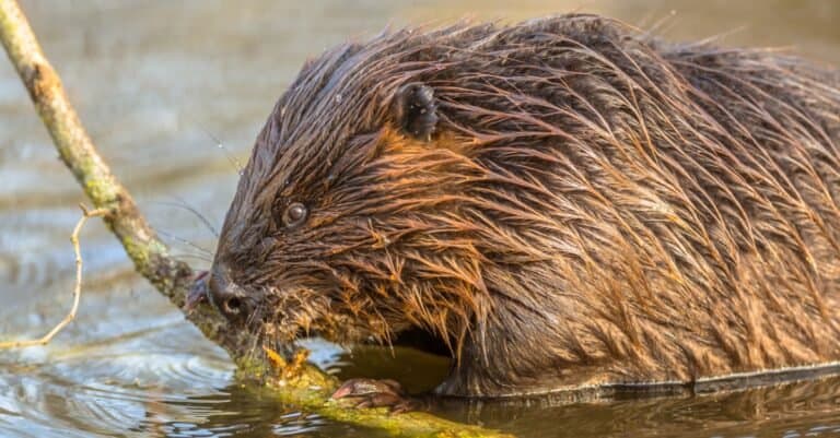 Eurasian beaver eating in water