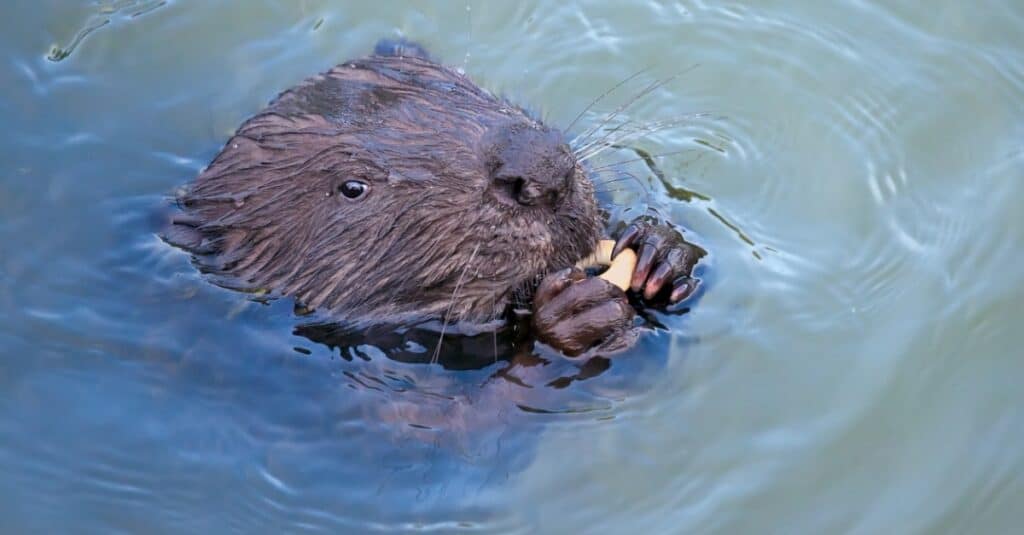 Eurasian beaver swimming and eating