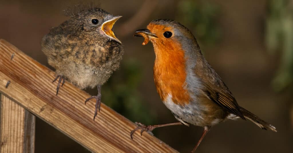 A European Robin bird feeding his chick with a meal worm.