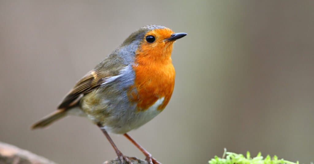 European Robin sitting on a branch.