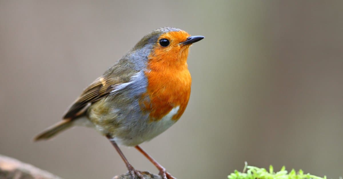 European robin guide: diet, habitat and species facts - Discover