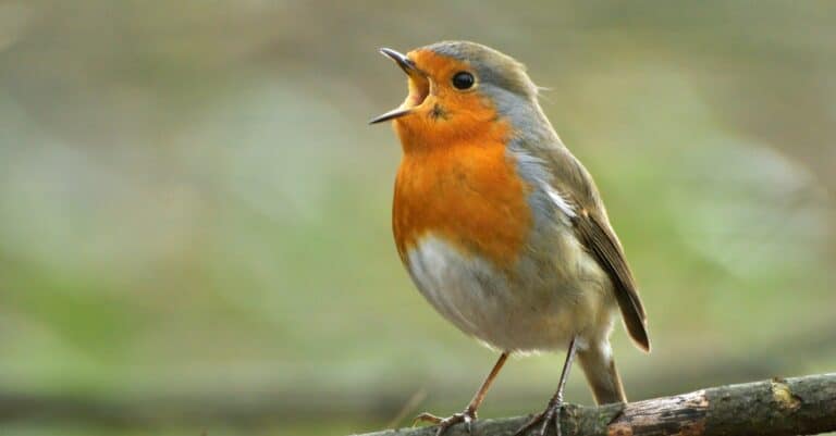 European Robin singing out loud.