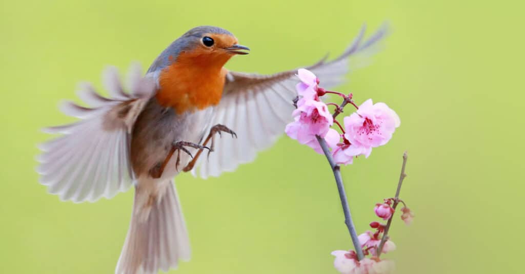 European robin foraging in the woods.