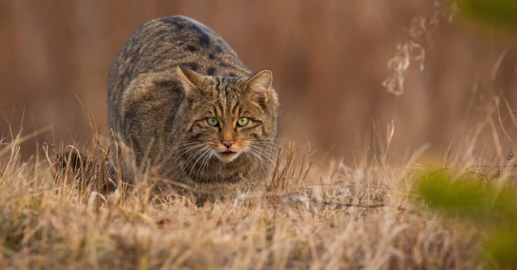 European wildcat hunting