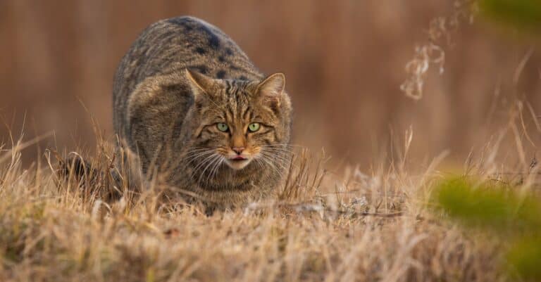 European wildcat hunting