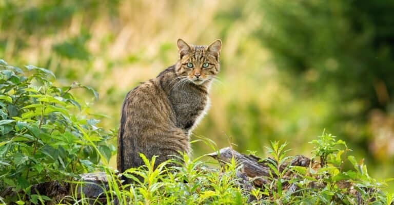 European wildcat sitting in greenery