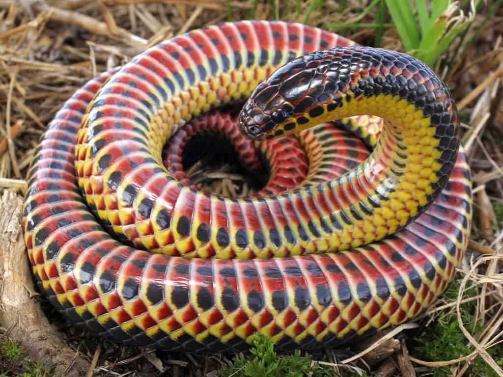 Rainbow snakes have black, yellow and red stripes.