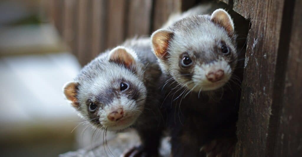 polecat vs ferret