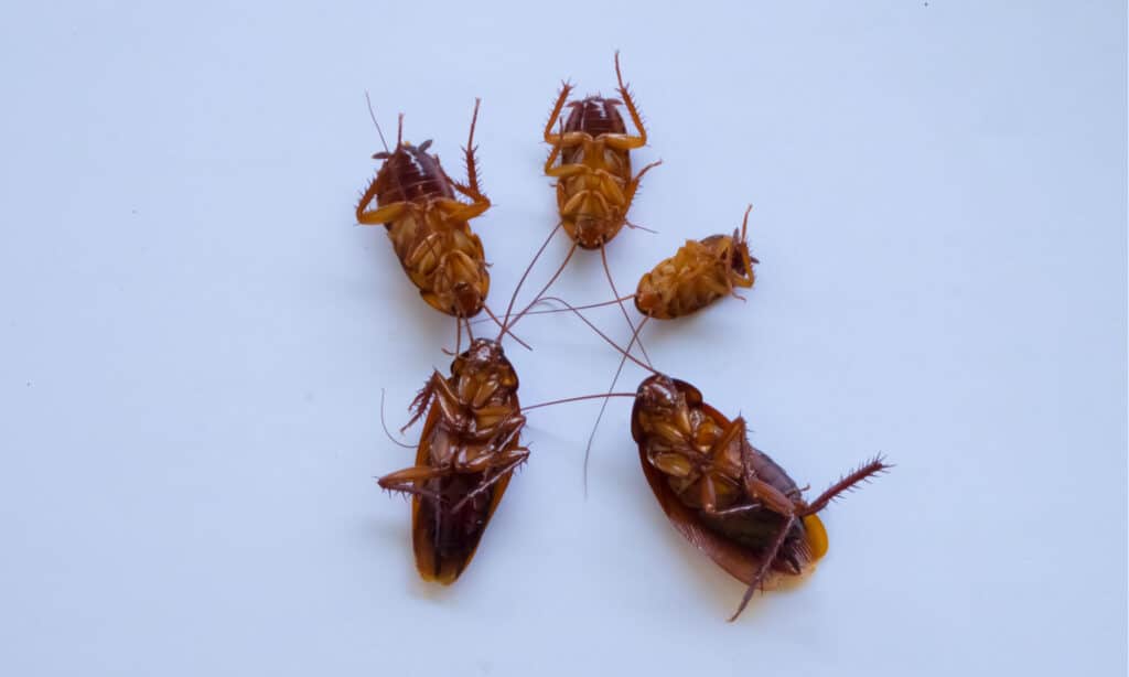 The Florida Woods cockroach is large, slow and land-based, unable to fly.