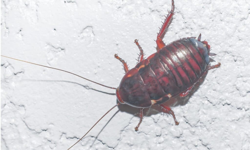 Florida wood cockroach (Eurycotis floridana) on stucco wall; reddish brown color, long antennae.