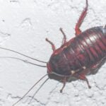 Wood roach