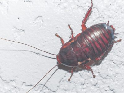 A Florida Woods Cockroach