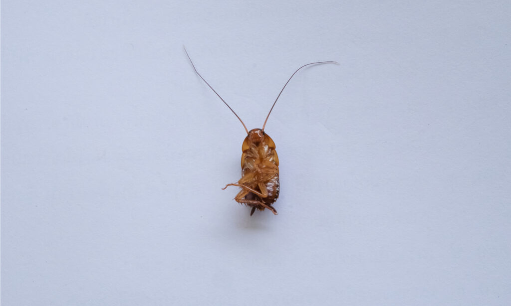 Florida Woods Cockroach isolated on white background.