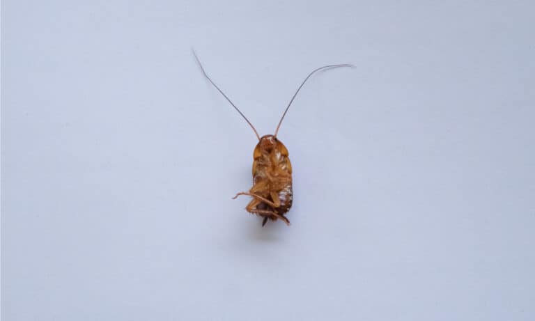 Florida Woods Cockroach isolated on white background.