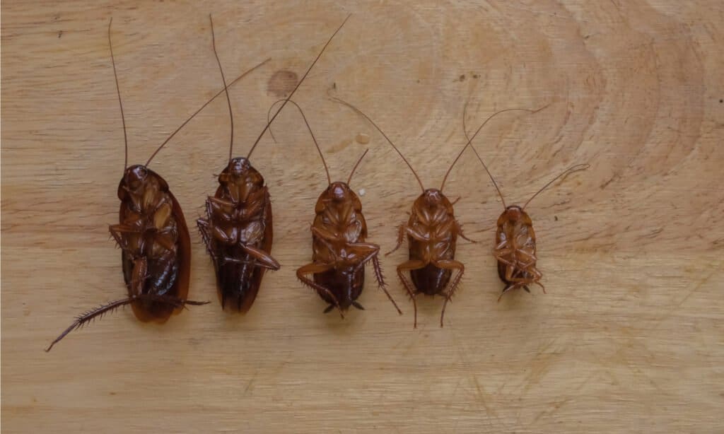 The Florida Woods cockroach is often called the "stinking" cockroach because it produces a foul-smelling fluid to protect it from predators due to the fact that neither sex can fly.