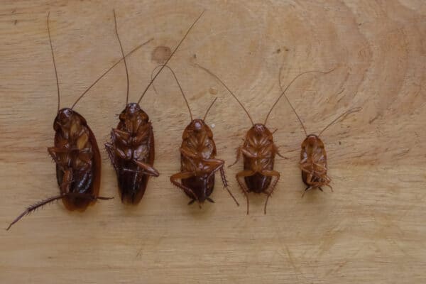 The Florida Woods cockroach is often called the 