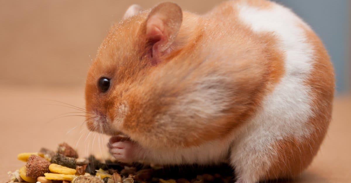 Keeping Pet Hamsters Feeding, Care, Cost, and More AZ Animals
