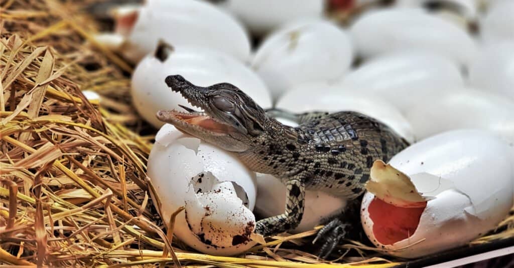 Freshwater crocodiles hatch and poke their heads out of their eggs in the hatchery of a crocodile farm.