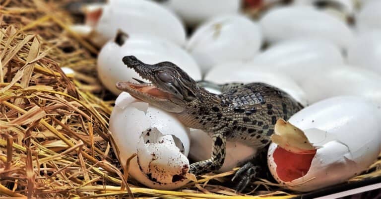 Freshwater crocodile hatching, poke their head out of the egg in hatchery room at crocodile farm.