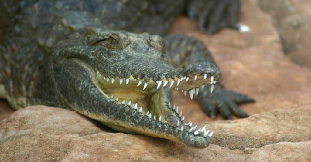 Freshwater crocodile with open mouth resting in a rock.